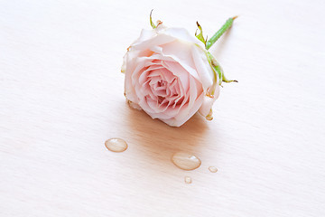 Image showing pink rose and water drops on a wooden background