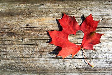 Image showing Maple-Leaf to cut the heart
