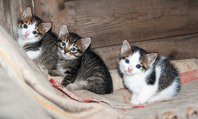 Image showing three little kittens sitting on the carpet