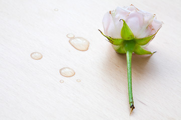 Image showing pink rose and water drops on a wooden background