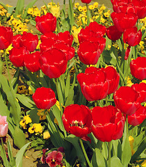 Image showing Tulips