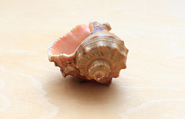 Image showing sea ??shell on a background of wood