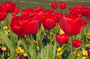 Image showing Tulips