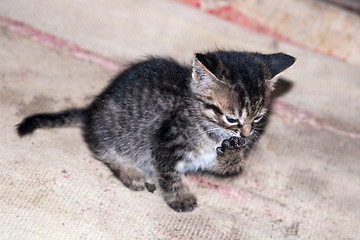 Image showing little kitten licking its paw