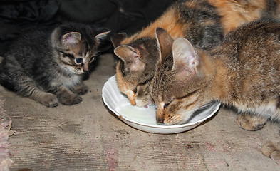 Image showing Two cats are away the kitten milk