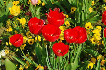 Image showing Tulips