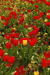 Image showing Tulips