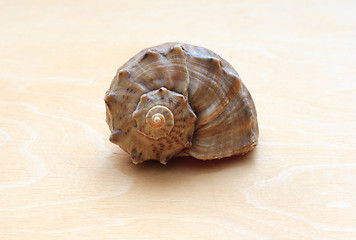 Image showing sea ??shell on a background of wood