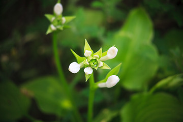 Image showing unblown white flower
