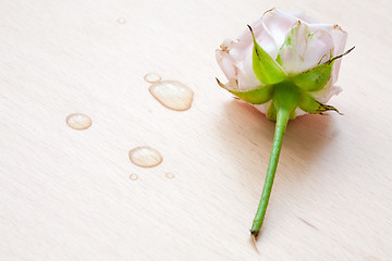 Image showing pink rose and water drops on a wooden background