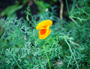 Image showing bud of yellow flower on the green grass