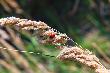 Image showing ladybug and a spider on the ear