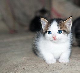 Image showing Funny kitten in carpet