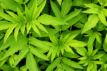 Image showing Green leafs