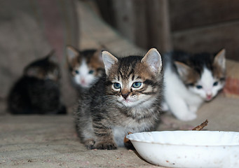 Image showing kitten sits next to a bowl