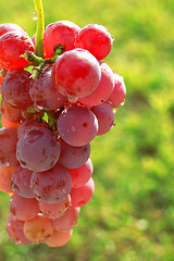 Image showing Red grapes