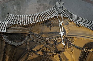 Image showing Human bones.