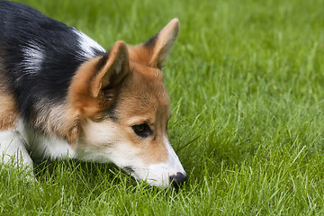 Image showing sniffing