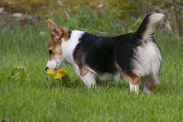 Image showing sniffing on the flowers