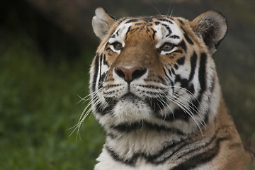 Image showing tiger