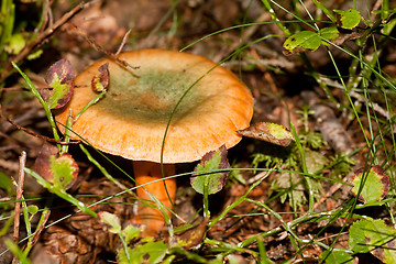 Image showing false saffron milkcup