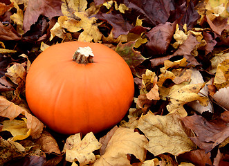 Image showing Ripe orange pumpkin among dry autumn leaves