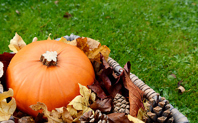 Image showing Closeup of ripe pumpkin with autumn leaves and fir cones