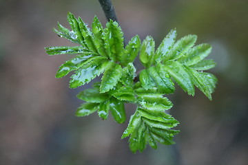 Image showing springtime