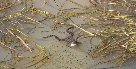 Image showing frog with eggs