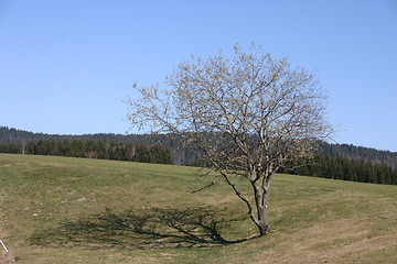 Image showing spring tree