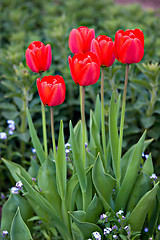 Image showing Red Tulips