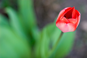 Image showing Red Tulip