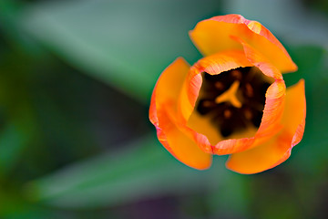 Image showing Tulip