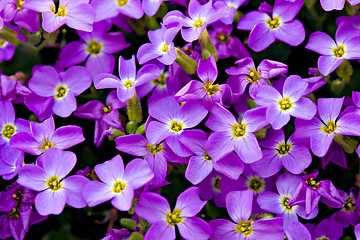 Image showing Violet Floral Background
