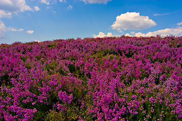 Image showing Purple flowered field