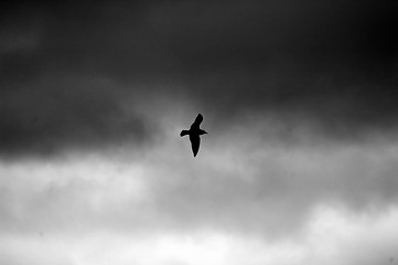Image showing Bird in Flight