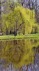 Image showing Beautiful summer willow