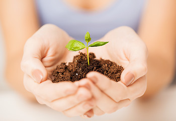 Image showing hands with green sprout and ground