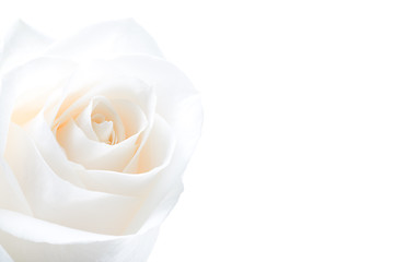 Image showing white rose highkey isolated