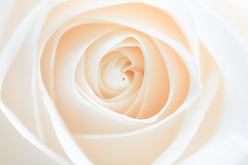 Image showing rose abstract