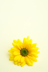 Image showing daisy on subtle yellow