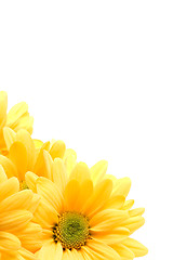 Image showing yellow daisy corner
