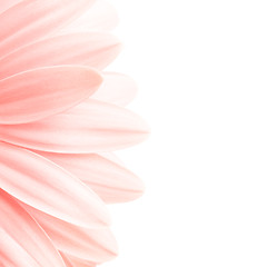 Image showing pink petals highkey