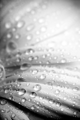 Image showing rain on petals bw abstract