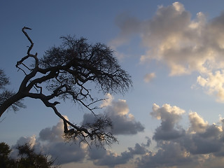 Image showing Tree and clouds