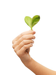 Image showing woman hand with green leaves