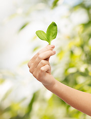 Image showing woman hand with green sprout