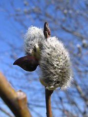 Image showing Salix