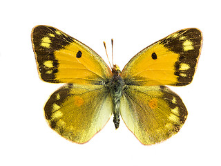 Image showing Arethusana arethusa