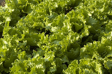 Image showing salad